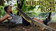Karmię DZIKIE WARANY  Varanus salvator w nietypowej scenerii.