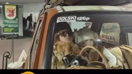 Fiat 126p na trasie zwiedzania Podziemnych Tras Szczecina