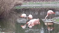 Phoenicopterud chilensis - Czerwonaki chilijski w warszawskim zoo 