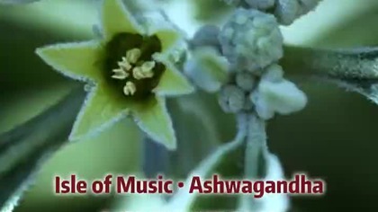Ashwagandha  #psytrance #trance2026 #music #shorts #ashwagandha