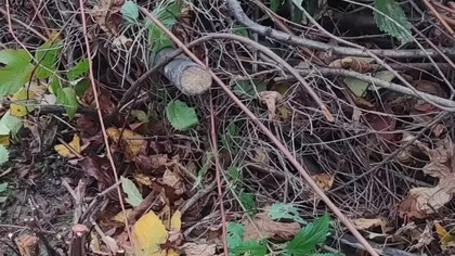 #shortsNaturalny płotek z gałęzi