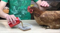 What Happens When The Chicken Drinks Coke ???