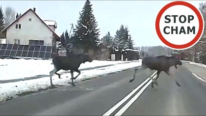 Łosie na drodze #2091 Wasze Filmy