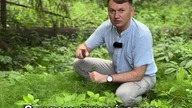 Ta roślina ma 5 x więcej krzemu niż skrzyp polny! | Michał Toczyłowski | Narum | Narine