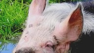 Czy Świnie Mają Swój Język?