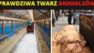 EkoGESTAPO będzie zamykać fermy? Działają jak MAFIA.  Co z ubojem rytualnym? | P.  Lisiecki