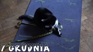 Mój Vlogmas hehe