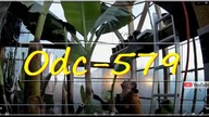 Odc-579-Odwiedził mnie Michał, nowe rośliny ?Obchód po farmie 