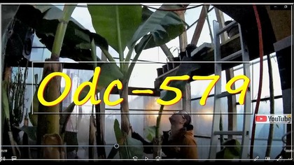Odc-579-Odwiedził mnie Michał, nowe rośliny ?Obchód po farmie 