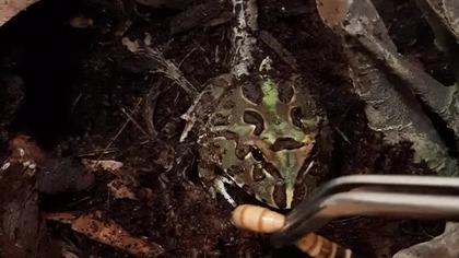 Frog feeding 