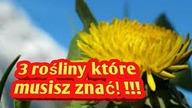 302. Złota Tr&oacute;jka Roślin Jadalnych, Kt&oacute;re Każdy Powinien Znać