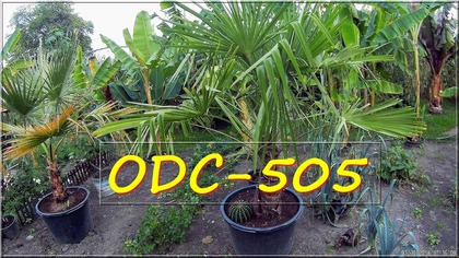 Odc-505-Jak zimuje palmy,odporność,uprawa,podlewanie zimą itd.