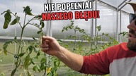 Nie wysiewaj pomidorów w lutym!