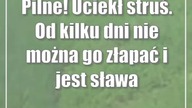 Pilne! Uciekł struś.  Od kilku dni nie można go złapać i jest sława na dwa powiaty
