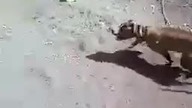 Denerwował psa - doigrał się!