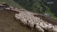 Samucha Ostatnie lato na Kaukazie.  Dokument