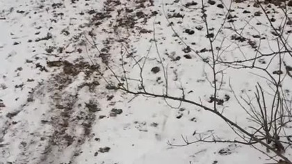 Michalina na sankach