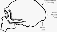 Bułka potyliczna czyli interesujący detal czaszki #ciekawostki #historia #neandertalczyk