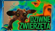 10 NAJDZIWNIEJSZYCH ZWIERZAT