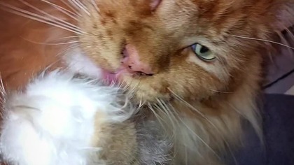 #007 Kronika Hrabiego Eryka #shorts #short #cat #mainecoon