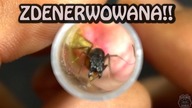 Co z królową Camponotus sp. Izrael?!