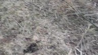 sprawdzam stan czystości lasu i jeziora...