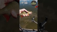 WAFTERS NA HACZYKU zamiast kukurydzy w SPŁAWIKU #fishing