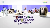POWERTVCOMEDY/POWERTV - 06-12-2025 - Reklamy, Dżingiel