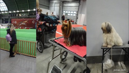 Vlogmas 3 Wystawa psów rasowych