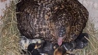 20 kurczaków #chickens