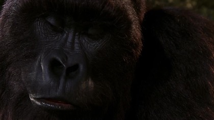 Wielki Joe(Mighty Joe Young) przygodowy 1998 lektor pl