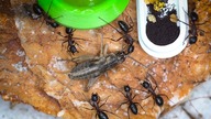 Nowe mrówki! Odontomachus monticola :O + Karmienie C. ligniperda