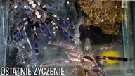 CO SŁYCHAĆ U... ?#20 A miało być tak pięknie