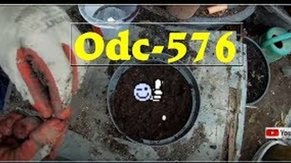 Odc-576,Cz nr1 Wysiew kukurydzy gigant.  Powr&oacute;t do uprawy kukurydzy z nasion, ziemia,uprawa.