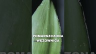 Praktyczne Roślinne Porady | Pomarszczona Wężownica, Sansewieria, język teściowej
