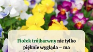  3 rzeczy, których nie wiedziałeś o fiołku trójbarwnym