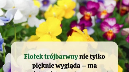  Fiołek trójbarwny  mała roślina, wielka moc! 
Poznaj 3 rzeczy, których o nim nie wiedziałeś:

 Wspiera zdrowie skóry i działa przeciwzapalnie.
 Oczyszcza organizm i wzmacnia odporność.
 Kiedyś był symbolem pokory i... lekarstwem na złamane serce! 

Dodatkowo: napar z fiołka łagodzi trądzik i egzemę, a w herbacie działa detoksykująco! 

 Znałeś te właściwości fiołka? Daj znać w komentarzu! 