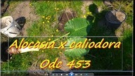 Odc. 453-Alocasia caliodora-Sadzenie do gruntu, uprawa, ziemia, podlewanie itp.