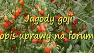Jagody goji sadzonki ,uprawa , podlewanie, zimowanie kolcowój pospolity z nasion