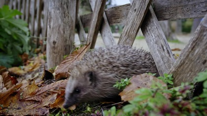Film dokumentalny opowiadający o zjawisku migracji jeży z obszar&oacute;w wiejskich do przestrzeni miejskich. W dobie urbanizacji i przemysłowej hodowli zwierząt, naturalne siedliska tych małych ssak&oacute;w zostają przekształcone lub zniszczone.