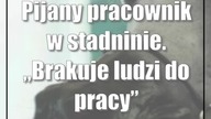 Pijany pracownik w stadninie.  Brakuje ludzi do pracy