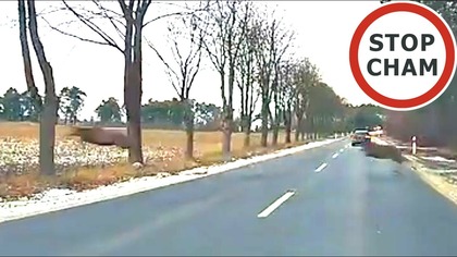 Stado jeleni na drodze #2127 Wasze filmy