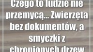 Czego to ludzie nie przemycą...  Zwierzęta bez dokumentów, a smyczki z chronionych drzew