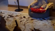 Tolek broni legowiska # chihuahua