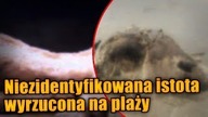 Na wybrzeżu Filipin znaleziono szczątki morskiego potwora!