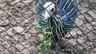 Perlica Sępia / Vulturine Guinea Fowl (Acryllium vulturinum)  Warsaw zoo