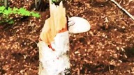 Weird tree fungus that will grow extraordinarily large