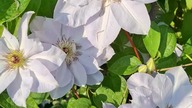 Clematis BLUE COTILLION #clematisy