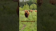 Highland Cattle z bliska robią wrażenie.  Zwłaszcza gdy idą prosto na Ciebie! #szkockiekrowy