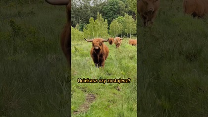 Highland Cattle z bliska robią wrażenie.  Zwłaszcza gdy idą prosto na Ciebie! #szkockiekrowy